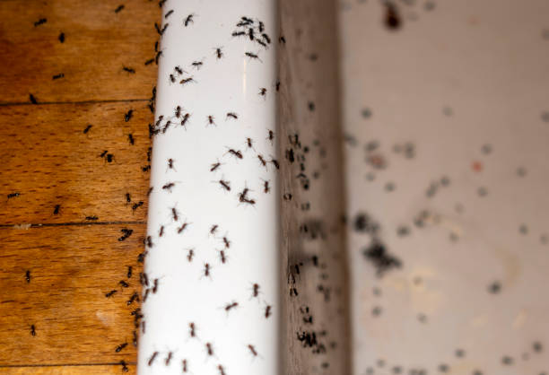  Fredonia, NY Pest Control Pros