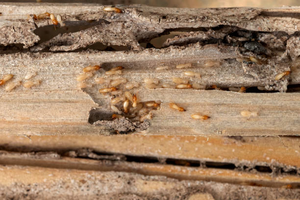 Best Best Pest Control Companies  in Fredonia, NY